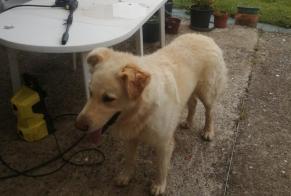 Discovery alert Dog miscegenation Male Cabidos France