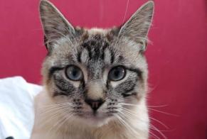 Disappearance alert Cat Male , 2 years Miribel France