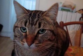 Disappearance alert Cat miscegenation Male , 2 years Brest France