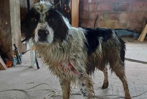 Discovery alert Dog  Female Simacourbe France