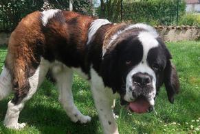 Discovery alert Dog  Male Nonsard-Lamarche France
