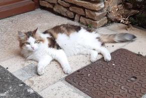 Disappearance alert Cat miscegenation Male , 6 years Crémieu France