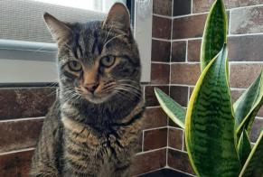 Disappearance alert Cat  Male , 2 years Changé France