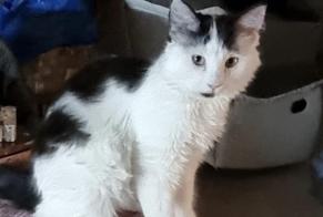 Disappearance alert Cat Female , 1 years Bursins Switzerland