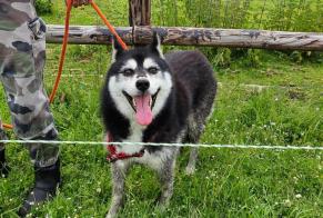 Discovery alert Dog  Female Beaumontel France