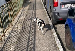 Discovery alert Dog Female Neuchâtel Switzerland