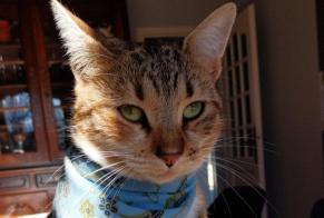 Disappearance alert Cat Female , 2 years Plan-d'Orgon France