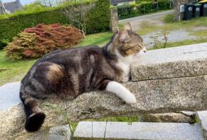 Disappearance alert Cat Male , 7 years Camors France