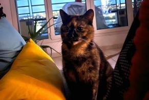 Disappearance alert Cat  Female , 1 years Le Mans France