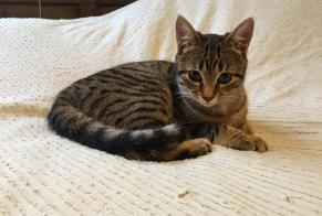 Disappearance alert Cat  Female , 5 years Clamart France