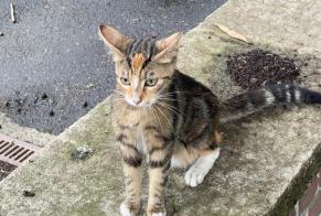 Discovery alert Cat miscegenation Female Valenciennes France