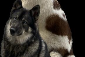 Disappearance alert Dog  Female , 3 years Saint-Jean-Pla-de-Corts France