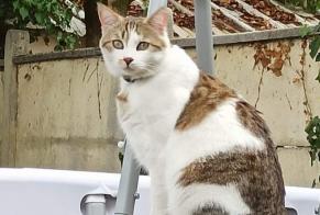 Disappearance alert Cat  Male , 8 years Le Bouscat France