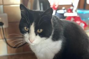 Disappearance alert Cat Male , 12 years Cuarnens Switzerland
