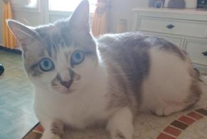 Disappearance alert Cat miscegenation Female , 2 years Marseille France