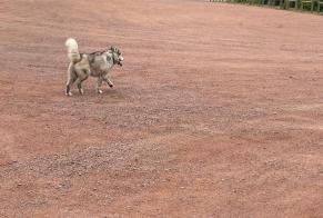 Discovery alert Dog  Male Saint-Léger-sur-Roanne France