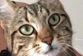 Disappearance alert Cat Male , 1 years Armentières-en-Brie France