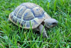Disappearance alert Tortoise Female , 2024 years Prilly Switzerland