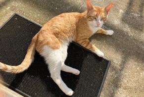Discovery alert Cat Male Bayonne France