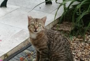Discovery alert Cat miscegenation Male Mont-près-Chambord France