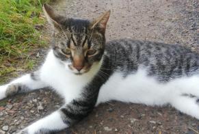 Disappearance alert Cat Male , 3 years Binche Belgium
