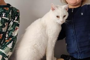 Disappearance alert Cat Female , 10 years Challans France