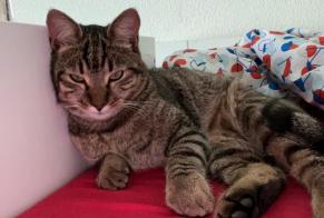 Disappearance alert Cat  Male , 1 years Meyrin Switzerland