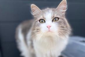 Disappearance alert Cat Female , 3 years Lédat France