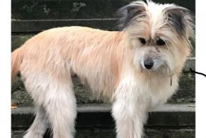 Disappearance alert Dog  Female , 9 years Onhaye Belgium