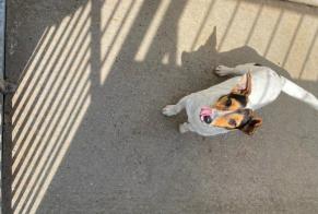Discovery alert Dog  Male , 4 years Triel-sur-Seine France