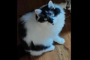 Disappearance alert Cat  Male , 7 years Tarbes France