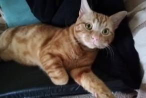 Disappearance alert Cat  Male , 3 years Riorges France
