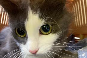 Discovery alert Cat  Female Arignac France