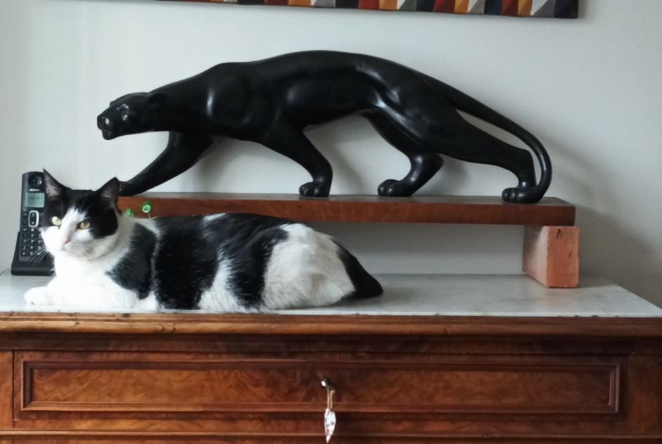 Disappearance alert Cat Male , 4 years Noisy-le-Grand France