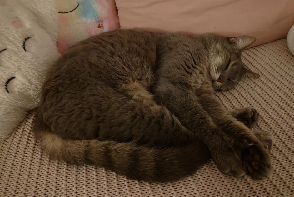 Disappearance alert Cat miscegenation Female , 16 years Seyssinet-Pariset France
