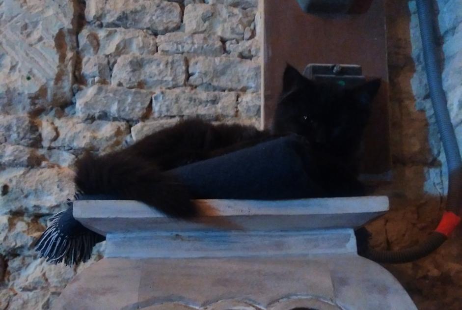 Disappearance alert Cat Male , 1 years Creully sur Seulles France