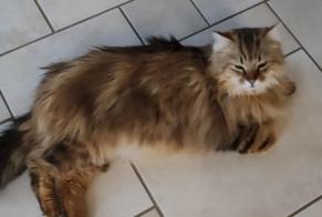 Disappearance alert Cat miscegenation Male , 7 years Fleurey-lès-Faverney France