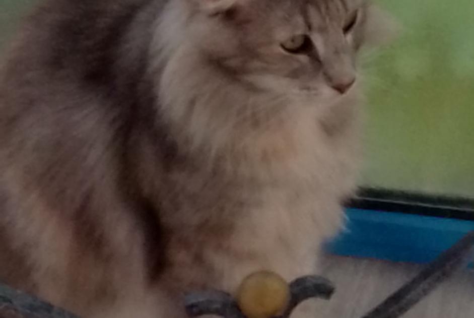 Discovery alert Cat miscegenation Female Manduel France