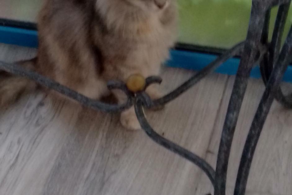Discovery alert Cat miscegenation Female Manduel France