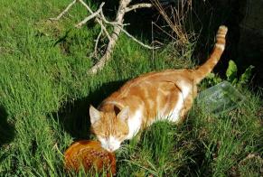 Discovery alert Cat Male Arnac-Pompadour France