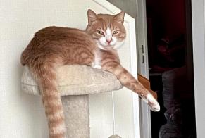 Disappearance alert Cat miscegenation Male , 3 years Carentoir France