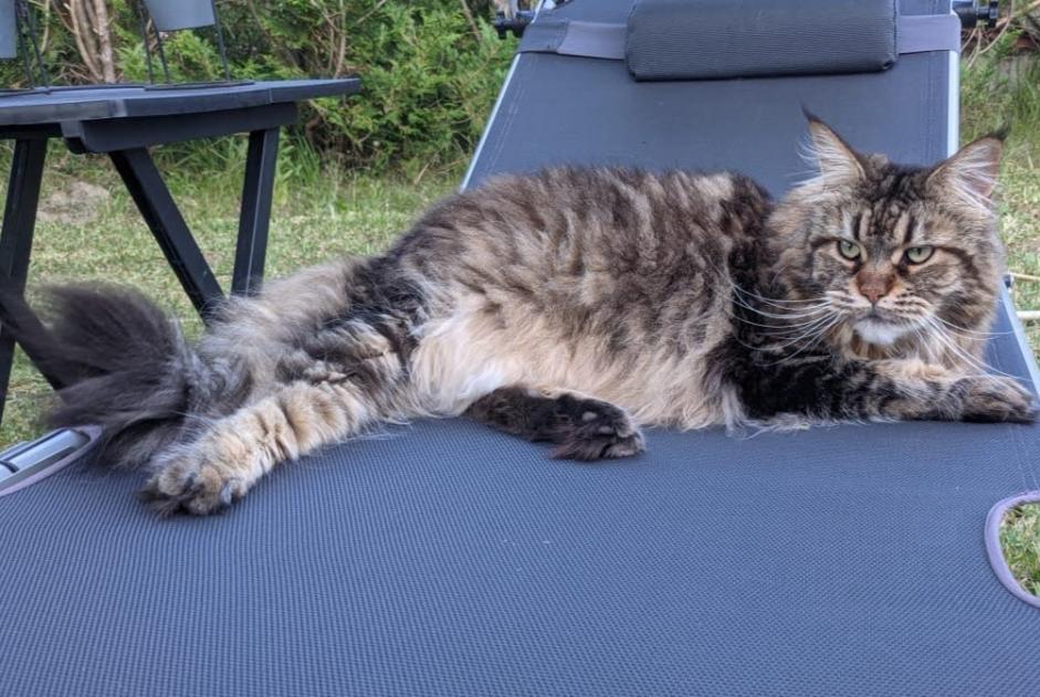 Disappearance alert Cat  Female , 11 years Labenne France