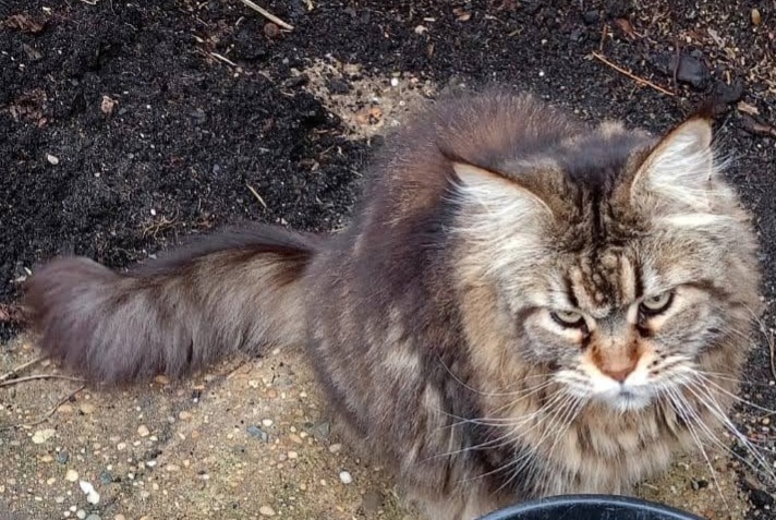 Disappearance alert Cat  Female , 11 years Labenne France
