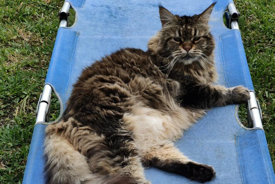 Disappearance alert Cat  Female , 11 years Labenne France