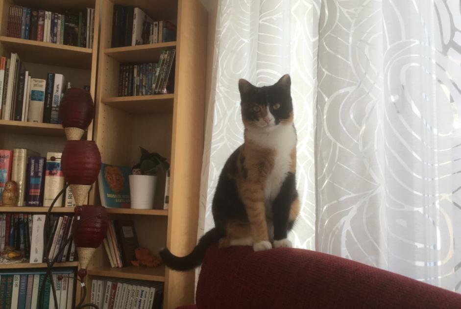 Disappearance alert Cat Female , 9 years Courchavon Switzerland