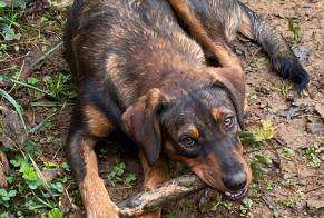 Disappearance alert Dog miscegenation Female , 2 years Sens-Beaujeu France