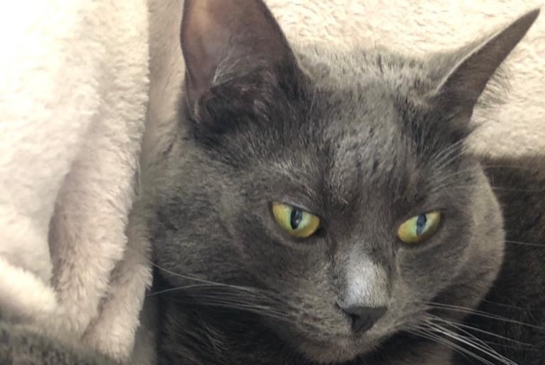 Disappearance alert Cat  Female , 5 years Auderghem Belgium