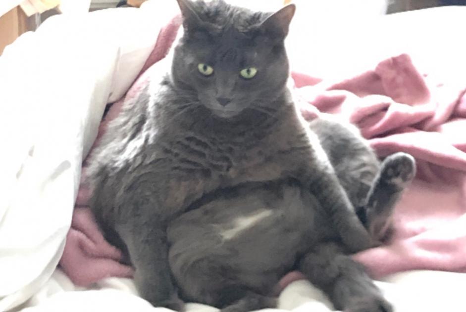 Disappearance alert Cat  Female , 5 years Auderghem Belgium