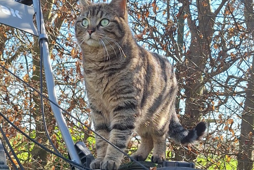 Disappearance alert Cat Female , 2 years Chaumont-Gistoux Belgium