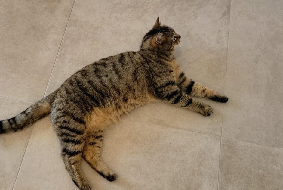 Disappearance alert Cat Female , 2 years Chaumont-Gistoux Belgium
